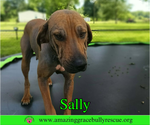 Small Redbone Coonhound