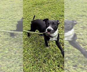 American Staffordshire Terrier Dogs for adoption in Fort Lauderdale, FL, USA