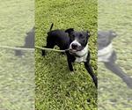 Small American Staffordshire Terrier