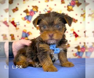 Yorkshire Terrier Puppy for sale in WINNSBORO, LA, USA