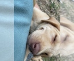 Small Photo #13 Labrador Retriever Puppy For Sale in ASHEVILLE, NC, USA