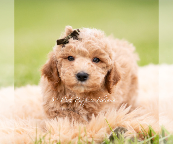 Medium Photo #2 Goldendoodle (Miniature) Puppy For Sale in WARSAW, IN, USA