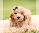 Small #1 Goldendoodle (Miniature)
