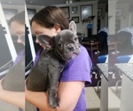 Small Photo #8 French Bulldog Puppy For Sale in LITTLE ELM, TX, USA