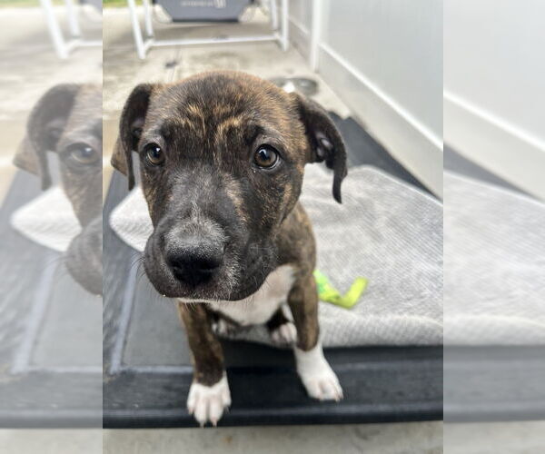 Medium Photo #2 Boxer-Unknown Mix Puppy For Sale in Dana Point, CA, USA