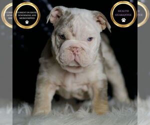 English Bulldog Puppy for sale in WARSAW, IN, USA