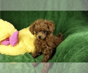 Poodle (Toy) Puppy for sale in GREENSBORO, NC, USA
