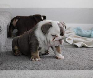 English Bulldog Puppy for sale in SAN DIEGO, CA, USA