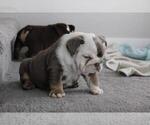 Small English Bulldog