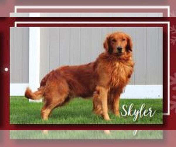 Medium Photo #1 Golden Retriever Puppy For Sale in LITITZ, PA, USA