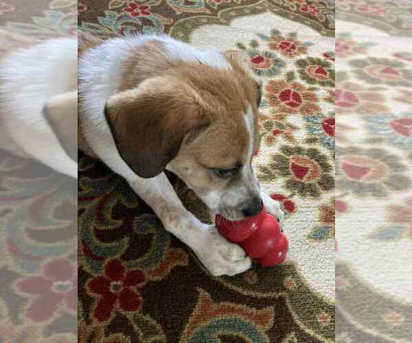 Medium Photo #2 Beagle-Unknown Mix Puppy For Sale in Springdale, PA, USA