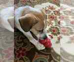 Small #1 Beagle Mix