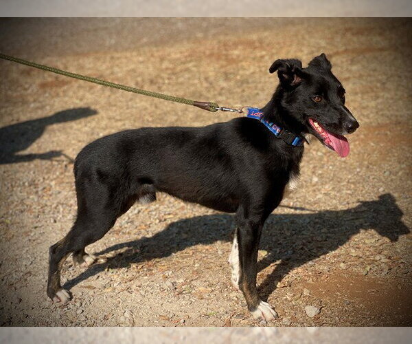 Medium Photo #1 Border Collie-Unknown Mix Puppy For Sale in San Andreas, CA, USA