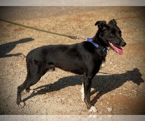 Border Collie-Unknown Mix Dogs for adoption in San Andreas, CA, USA