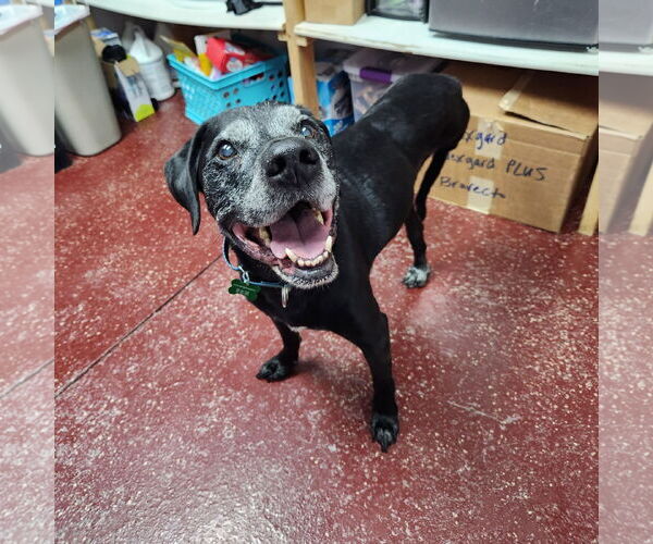 Medium Photo #8 Labrador Retriever-Unknown Mix Puppy For Sale in Fargo, ND, USA
