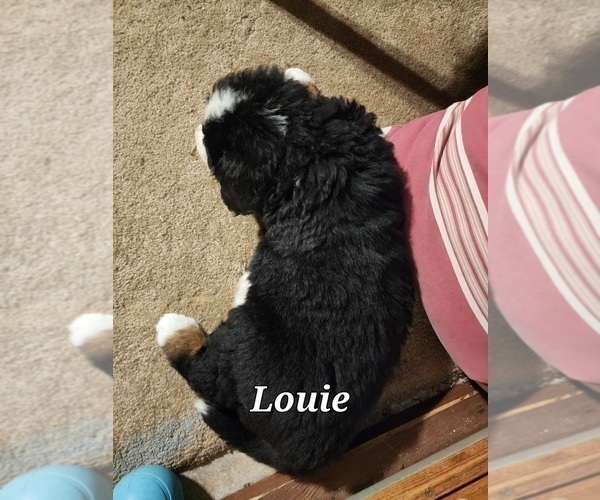 Medium Photo #4 Bernese Mountain Dog Puppy For Sale in SUPERIOR, WI, USA