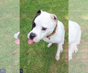 Buddy 2 - Male Mutt Dog for Adoption - Photo #6