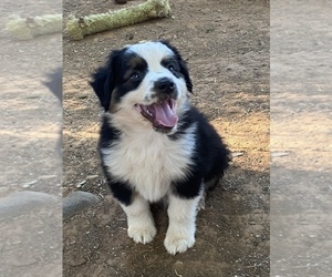 Miniature American Shepherd Puppy for sale in BROWNS VALLEY, CA, USA