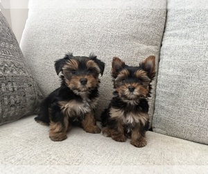 Yorkshire Terrier Puppy for sale in SAN ANTONIO, TX, USA