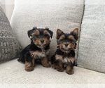 Small Yorkshire Terrier