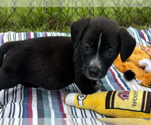 Medium Photo #3 Bulldog-Labrador Retriever Mix Puppy For Sale in Tarrytown, GA, USA