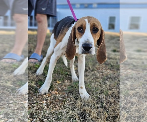 Medium Photo #5 Treeing Walker Coonhound-Unknown Mix Puppy For Sale in Royal Palm Beach, FL, USA
