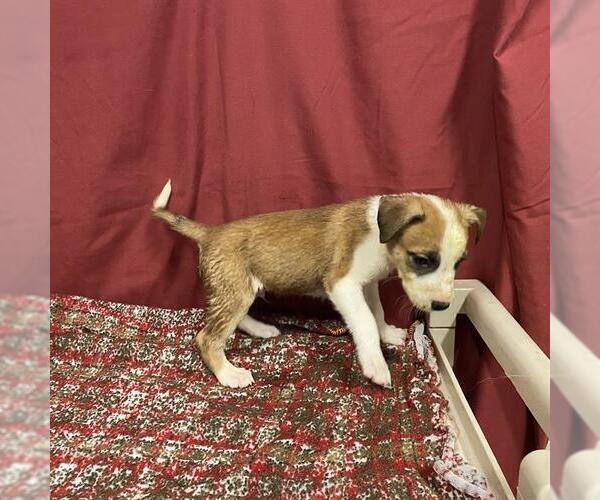 Medium Photo #1 Staffordshire Bull Terrier Puppy For Sale in Modesto, CA, USA