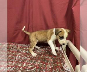 Staffordshire Bull Terrier Dogs for adoption in Modesto, CA, USA