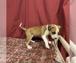 Small Staffordshire Bull Terrier