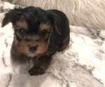 Small #5 Yorkshire Terrier