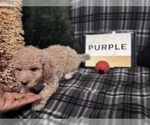 Small #15 Goldendoodle