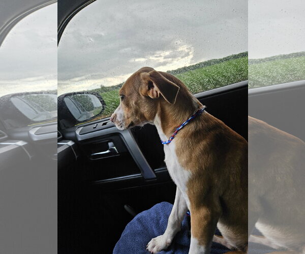 Medium Photo #4 Beagle-Staffordshire Bull Terrier Mix Puppy For Sale in Oakhurst, NJ, USA