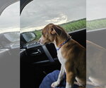 Small #3 Beagle-Staffordshire Bull Terrier Mix