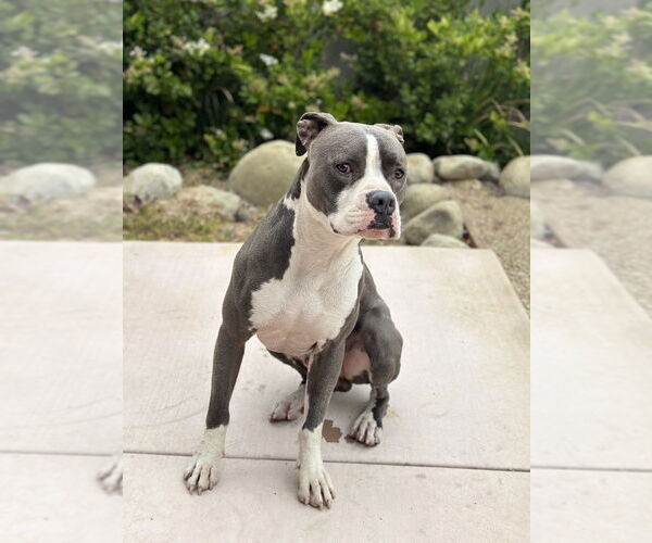 Medium Photo #2 American Pit Bull Terrier-Unknown Mix Puppy For Sale in Dana Point, CA, USA