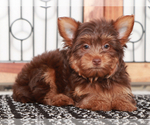 Small #1 Yorkshire Terrier