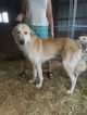 Small Photo #1 Anatolian Shepherd Puppy For Sale in KENDALLVILLE, IN, USA