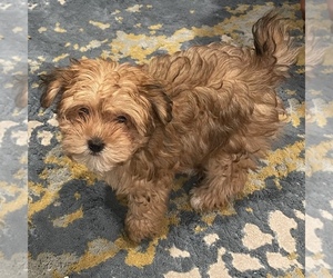 Maltipoo Puppy for sale in FREMONT, CA, USA