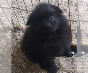 Mastiff Puppy for sale in SPOTSYLVANIA, VA, USA