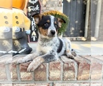 Small #4 Australian Cattle Dog
