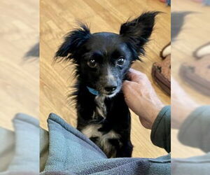 River - Male Chion Dog for Adoption - Photo #5