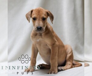 Great Dane Puppy for sale in LITITZ, PA, USA