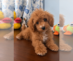 Havapoo puppies - Male Havapoo Puppy for Sale - Photo #11