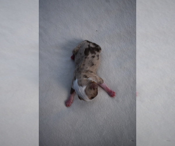 Medium Photo #2 Miniature Australian Shepherd Puppy For Sale in PALM COAST, FL, USA