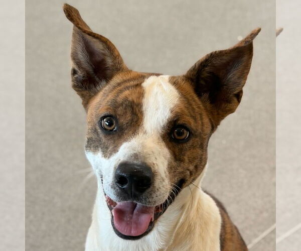 Medium Photo #1 Mutt Puppy For Sale in Jefferson, WI, USA