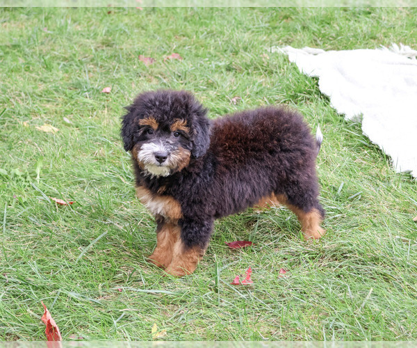 Medium Photo #6 Bernedoodle (Miniature)-Saint Berdoodle Mix Puppy For Sale in SYRACUSE, IN, USA