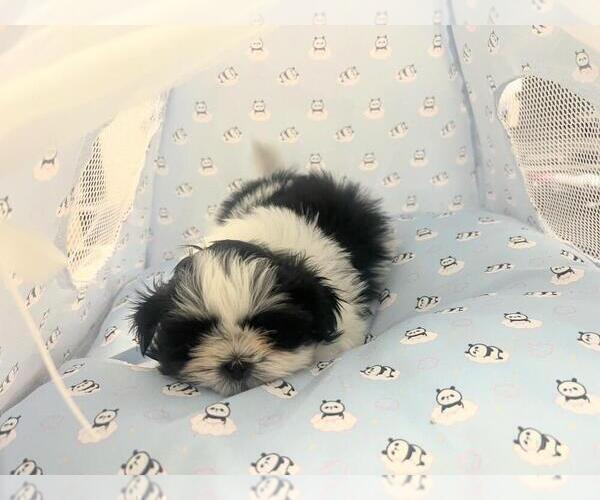 Medium Photo #3 Shih Tzu Puppy For Sale in ZANESVILLE, OH, USA