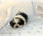Small Photo #3 Shih Tzu Puppy For Sale in ZANESVILLE, OH, USA