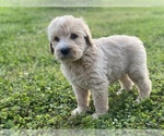 Small Photo #5 Labradoodle Puppy For Sale in CANON, GA, USA