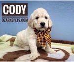 Small Photo #11 Goldendoodle Puppy For Sale in CEDAR GAP, MO, USA