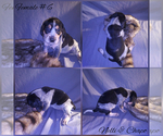 Small Photo #10 Bluetick Coonhound Puppy For Sale in COMBINE, TX, USA